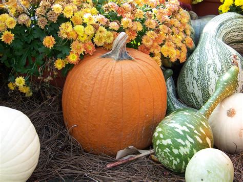 Pumpkin And Gourds Free Stock Photo Public Domain Pictures