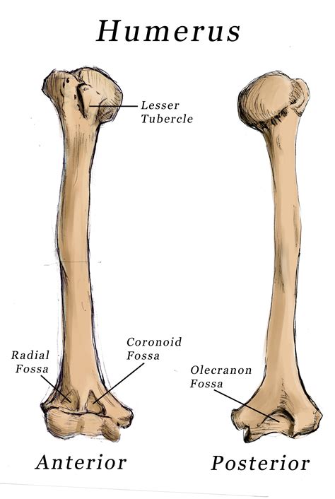How To Tell The Anterior From The Posterior Of The Humerus