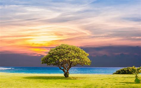 2880x1800 Ocean Summer Tree Landscape Macbook Pro Retina Backgrounds