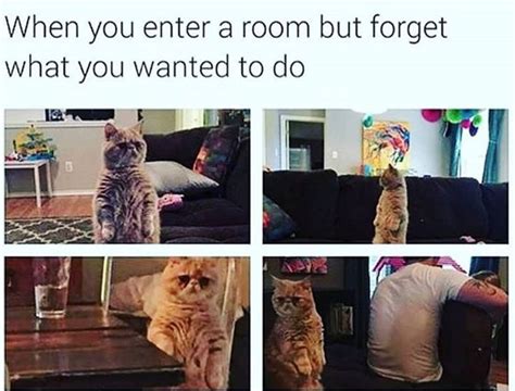 32 Cat Memes To Ensure You Have A Fabulous Caturday Cat Memes Clean