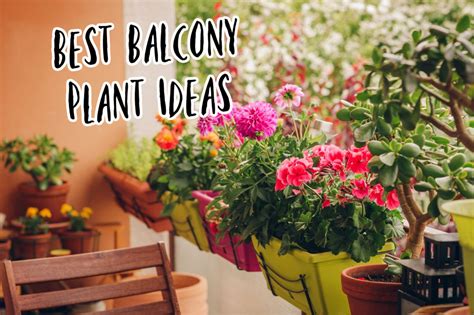 Best Balcony Plants 8 Outdoor Plants To Spruce The Space