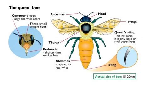 Honey Bee Social Structure Bee Bee Facts Queen Bees