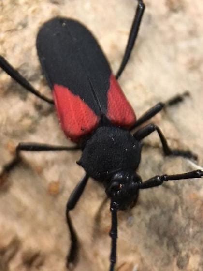 Black Beetle With Red Markings
