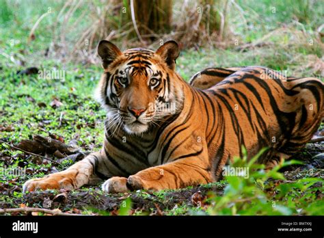 The Royal Bengal Tiger Panthera Tigris Tigris Bandhavgarh National