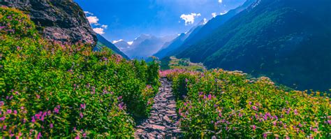 A himalayan legend of a love struggling against the inevitability of death is an astonishing tale that spans from the early 19th centur. Valley of Flowers Trek Blog 2020 | Valley of Flowers ...