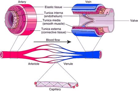 The arteries of the upper extremity. Toby & Mike Biology: Blood vessels