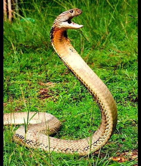 King Cobra Standing