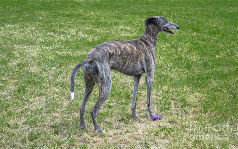 Brindle Greyhound Photograph By Michelle Meenawong Fine Art America