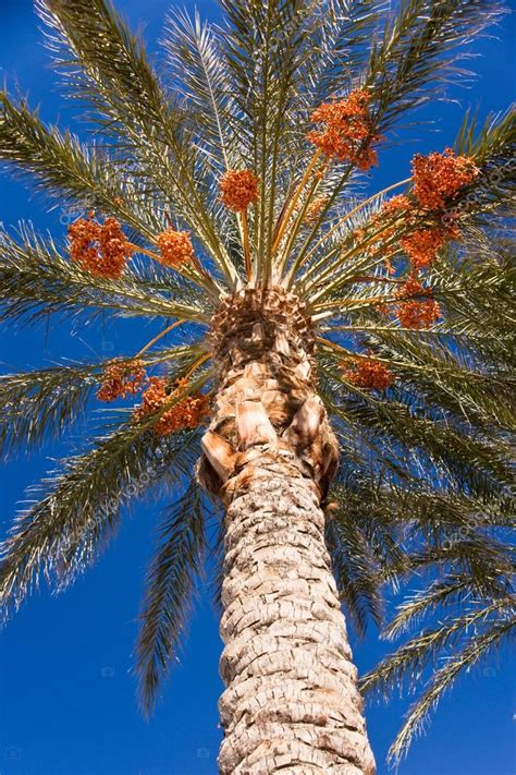 Date Palm Tree Stock Photo By ©woodkern 21088673