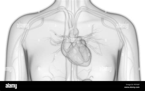 Human Heart Illustration Cardiovascular Black And White Stock Photos