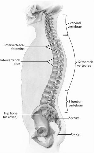 Lumbosacral Spine Musculoskeletal Key