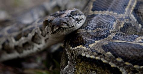 Everglades python hunt draws hundreds