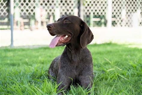 German Shorthaired Pointer Dog Breed Characteristics And Care