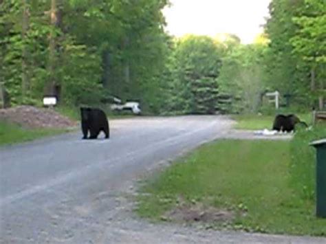 Group camping is also available. Deep Creek Lake Black Bears - YouTube