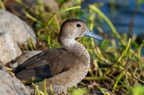 Eurasian Teal Female Common Teal Anas Crecca Or Green Winged Teal Close