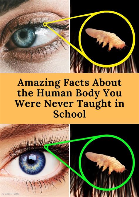 Amazing Facts About The Human Body You Were Never Taught In School