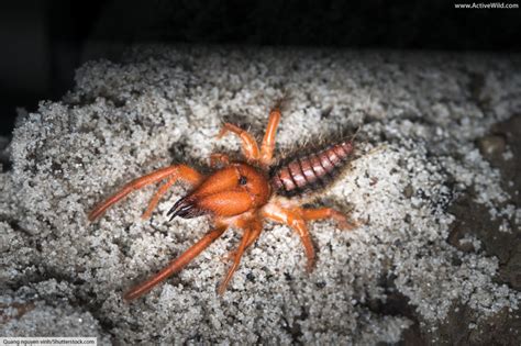 I witnessed a black widow (huge one) take down a preying mantis on the first day i moved up here. Camel Spider Facts, Pictures & In-Depth Information ...