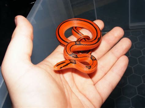 Những ca mắc này đã khiến tình hình dịch bệnh ở vĩnh phúc và nhiều tỉnh thành khác trở nên phức tạp hơn. Rắn sọc đốm đỏ lộng lẫy, quyến rũ tại Việt Nam