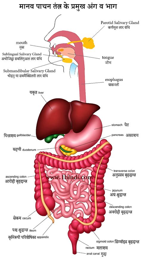 Labelled Diagram Of Human Digestive System - मानव पाचन तंत्र (अंग चित्र सहित) Human Digestive System in Hindi