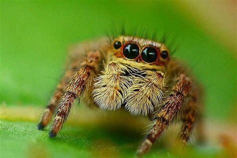 After Sex Female Jumping Spiders Get Shy
