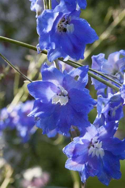 Some flowering bushes and trees such as cherry produce flowers only in the spring and are available only at that time. 7 plants with true blue flowers - The English Garden