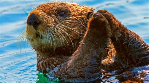 10 Fascinating Facts About Beavers Animal Tv Hindi