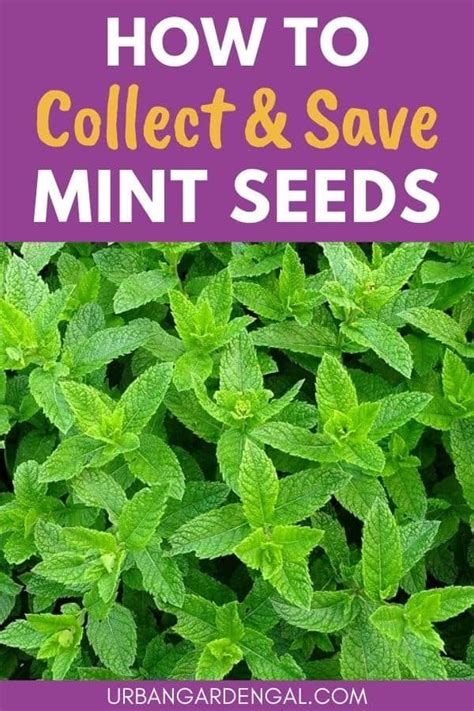 How To Collect And Save Mint Seeds Mint Seeds Harvesting Herbs Mint