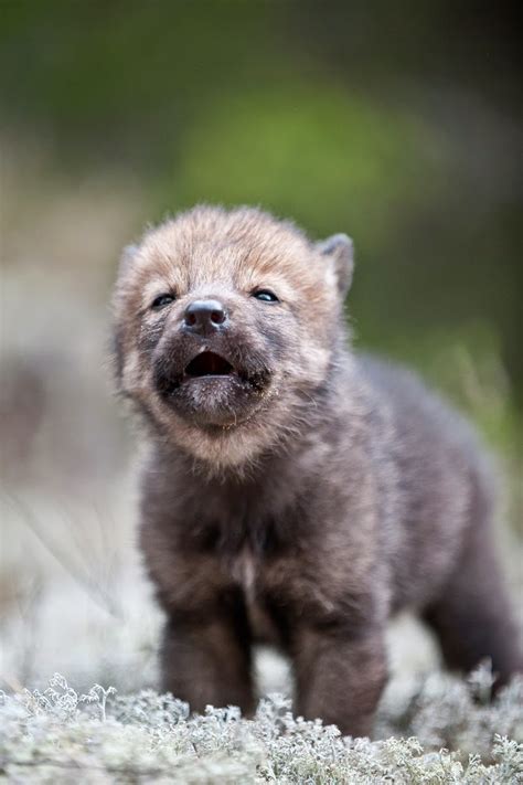 White Wolf 15 Photos Of Adorable Howling Wolf Pups Will