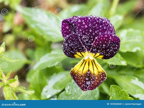 Dew Covered Dark Purple Johnny Jump Up Stock Photo Image Of Violet