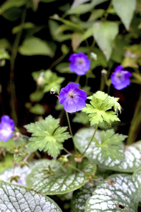 Stunning Perennial Combo With Brunnera ‘jack Frost And Geranium ‘rozanne
