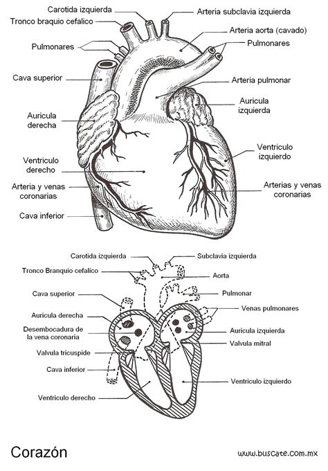 Esquema Del Corazón Con El Nombres De Sus Partes Anatomía Del