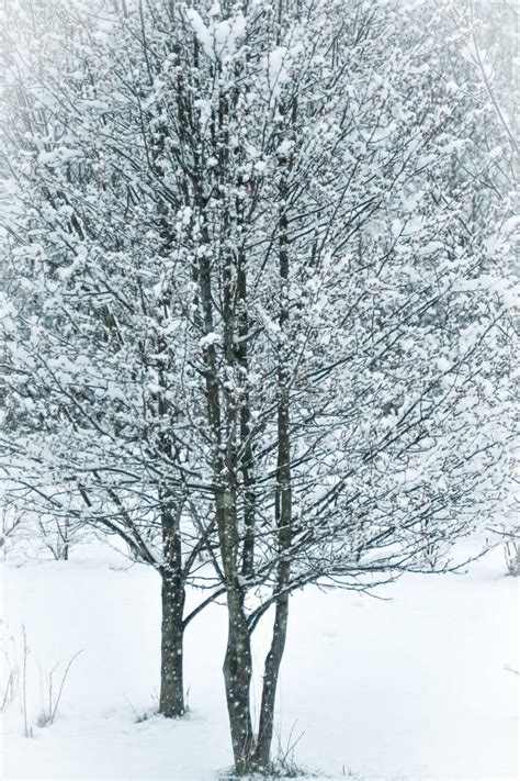Snow Covered Trees In Spring Stock Photo Image Of Nature Trees