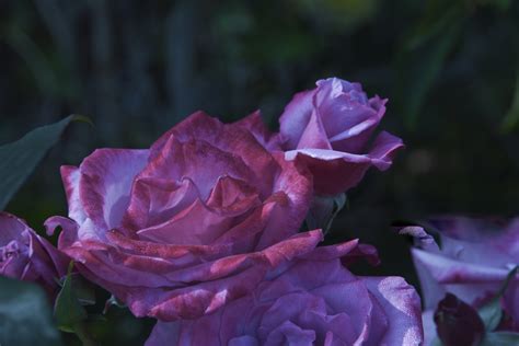 Pink Roses Free Stock Photo Public Domain Pictures