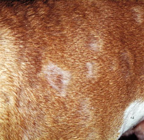 Guidelines For The Diagnosis And Antimicrobial Therapy Of Canine