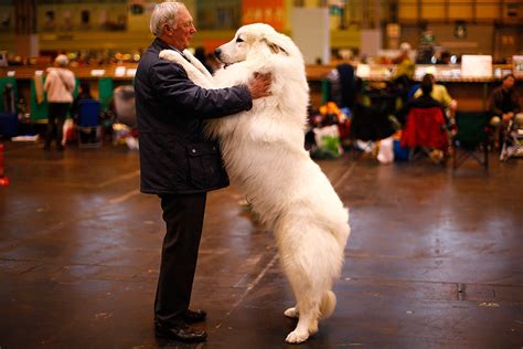 2015 (mmxv) was a common year starting on thursday of the gregorian calendar, the 2015th year of the common era (ce) and anno domini (ad) designations, the 15th year of the 3rd millennium. Crufts 2015: Nearly 21,500 dogs travel to Birmingham NEC ...