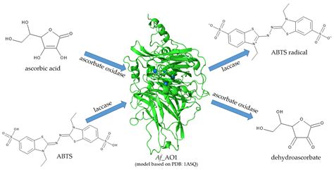 Ijms Free Full Text A Fungal Ascorbate Oxidase With Unexpected