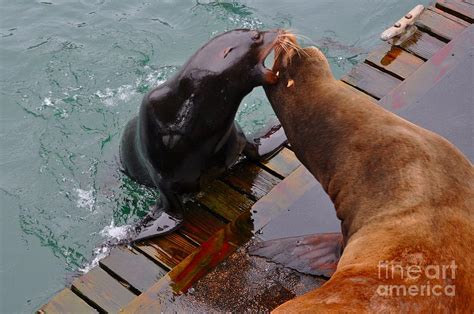 Sea lions may have external or internal genitalia. Sea Lion Vs Seal Photograph by Mandy Judson