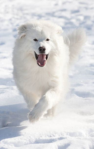 150 Great Pyrenees In Winter Stock Photos Pictures And Royalty Free