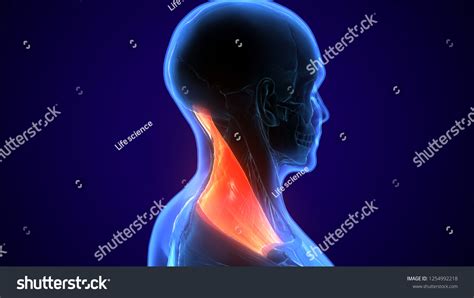 3d Illustration Human Neck Muscle Anatomy Stock Illustration 1254992218