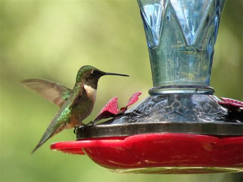 How To Make Hummingbird Nectar Without Boiling Water - Birdwatching Buzz