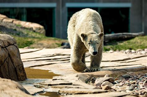 Female Polar Bear Named Suka Arrives At Detroit Zoo