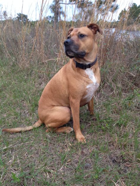 47 Pitbull Mix Boxer Puppies Image Bleumoonproductions