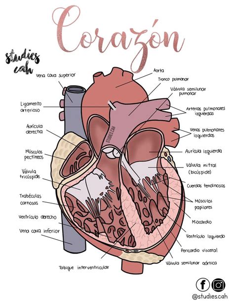 Anatomía Del Corazón Anatomía Anatomía Del Corazón Anatomía Médica