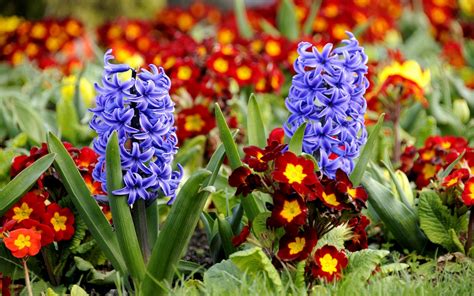 Spring Flowers Blue Hyacinths And Red Primroses Flower Garden Wallpaper
