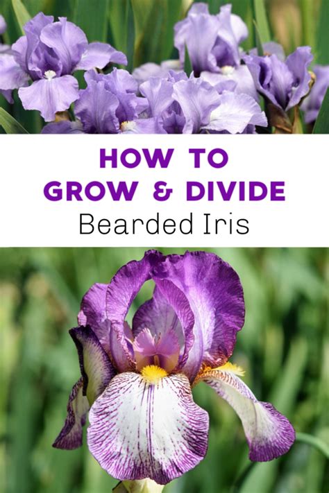 How To Grow And Divide Bearded Iris Gardening Channel Iris Garden