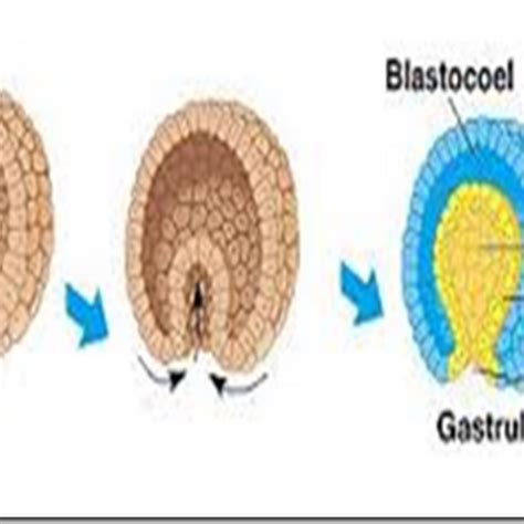 Gastrula adalah bentukan lanjutan dari blastula yang pelekukan tubuhnya sudah semakin nyata dan mempunyai lapisan dinding tubuh embrio serta. Tahapan-tahapan Gastrulasi Embrio