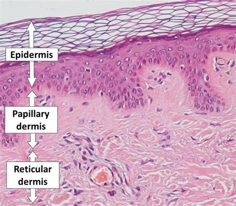 What Is The Difference Between Papillary And Reticular Dermis Pediaa Com