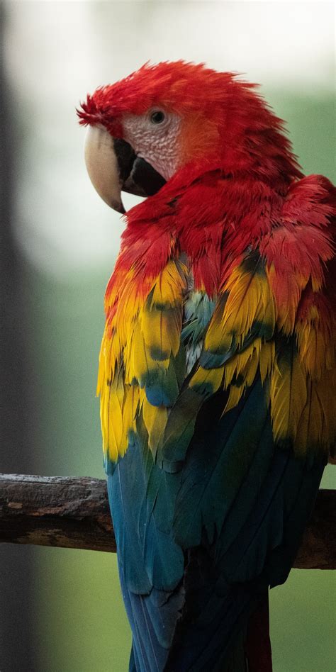 1080x2160 Red Blue And Yellow Macaw Bird 5k One Plus 5thonor 7xhonor