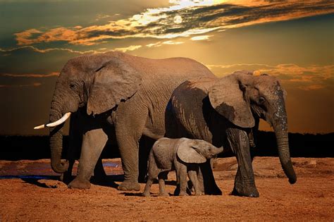 Elefante Africano Animais Mamíferos Infoescola
