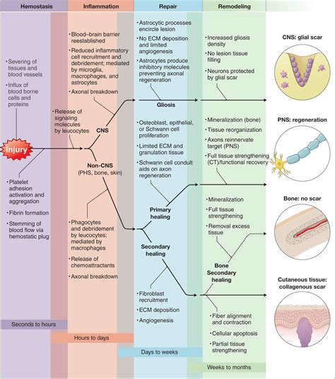 Healing Stages Of Soft Tissue Injury Soft Tissue Injury Inflammation Images